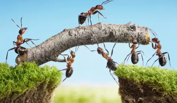 Šta znači kada imate mnogo mrava u kući?