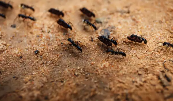 Mravi, mravinjak