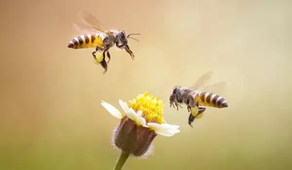 Roj pčela
