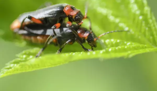 Insekti u snu znače nocav i bogaćenje