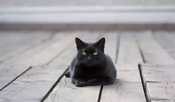 Crna mačka - loša sreća ili samo sujeverje?