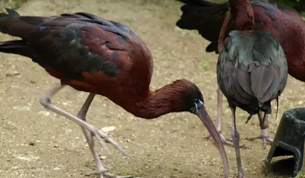 Ibis