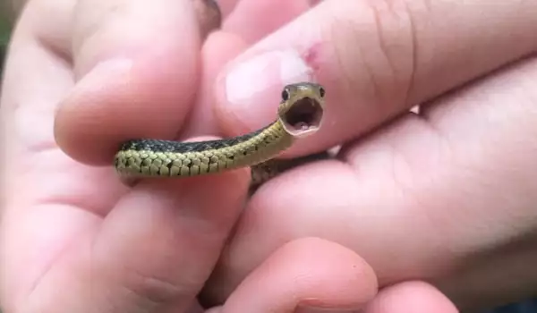 Mala zmija