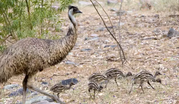 Emu