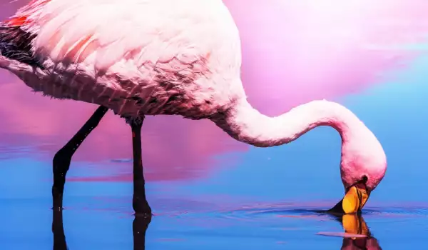 Flamingo