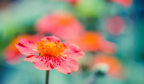 Geum (cveće)