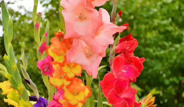 Gladiola