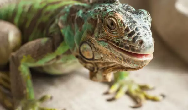 Iguana u snovima