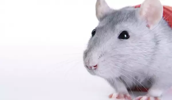 Sivi miš
