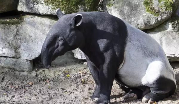 Tapir