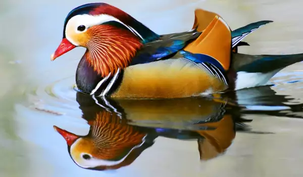 Mandarin