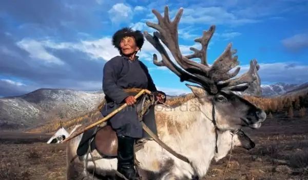 Mongolka na jelenu