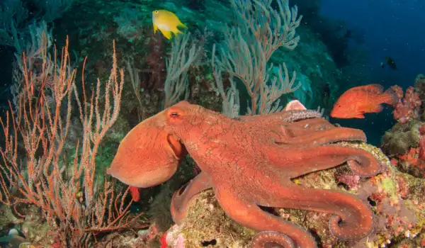 Oktopod, hobotnica