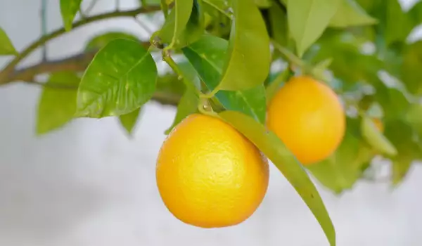 Drvo pomorandže