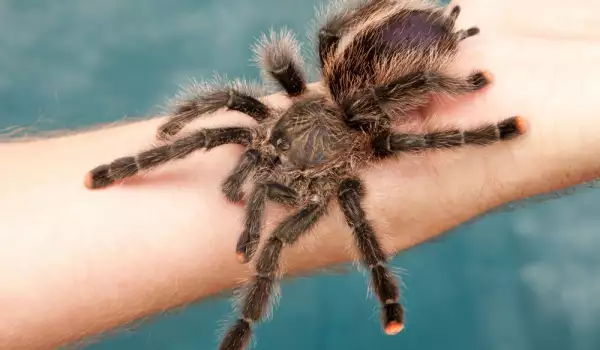 Tarantula