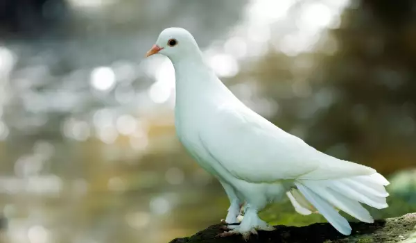 Beli golub