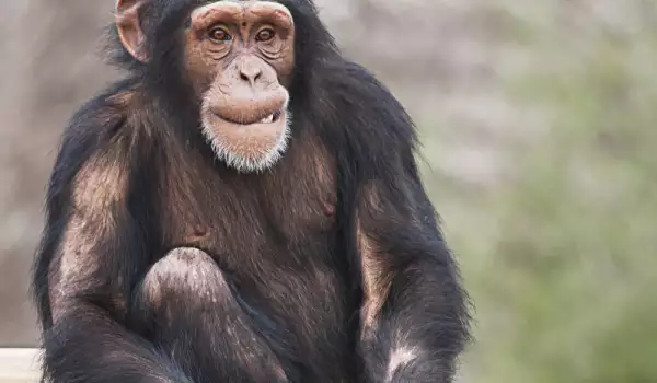 Šimpanza